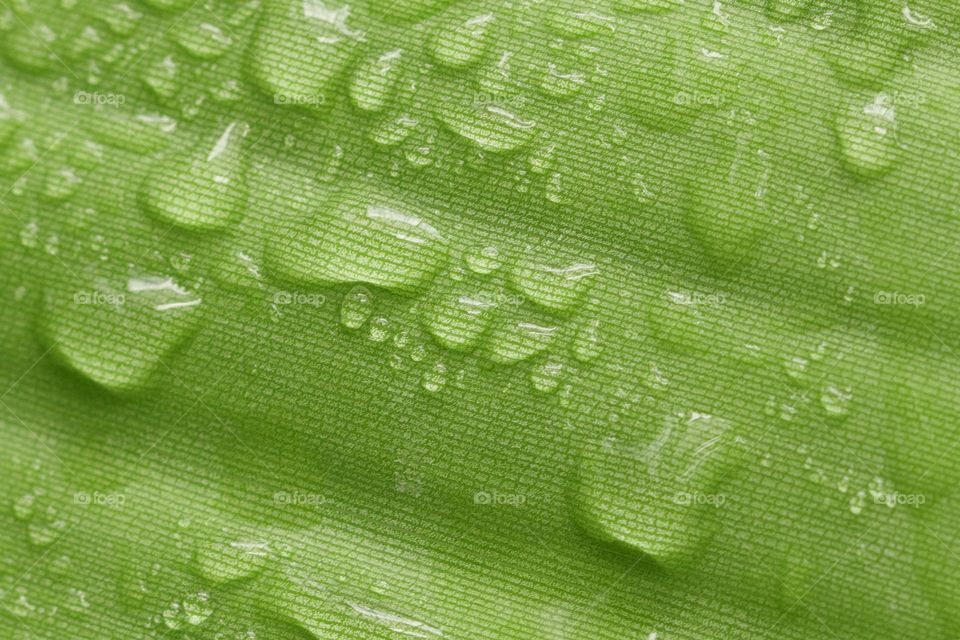 tropical plant leaf with rain drops on it close up