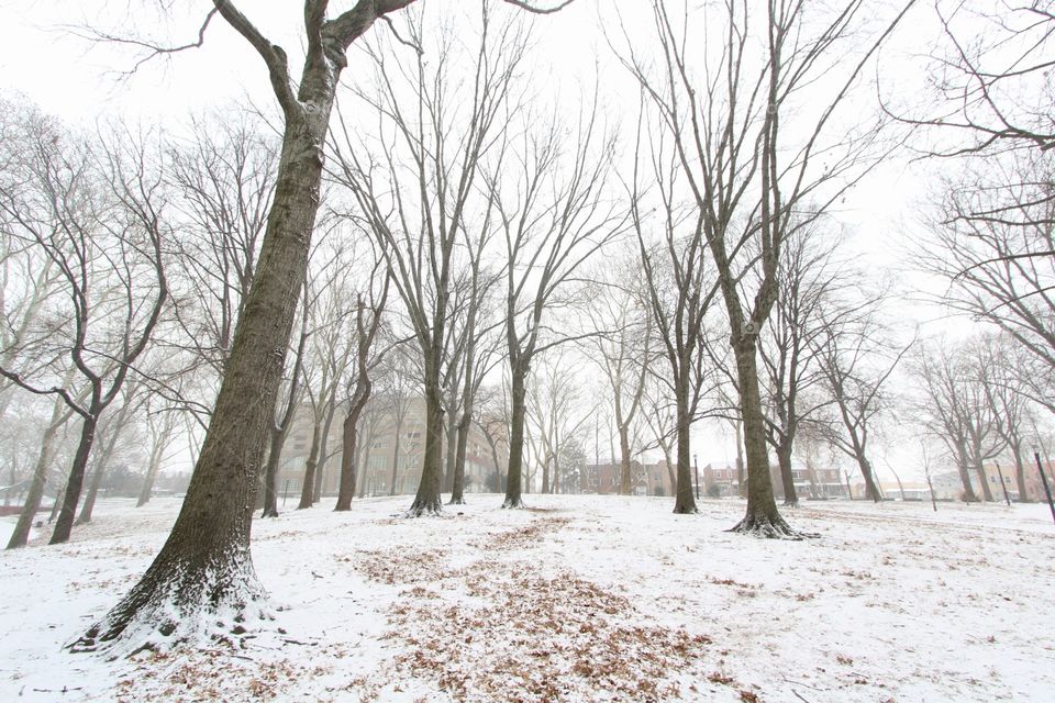 Winter, Snow, Tree, Frost, Cold