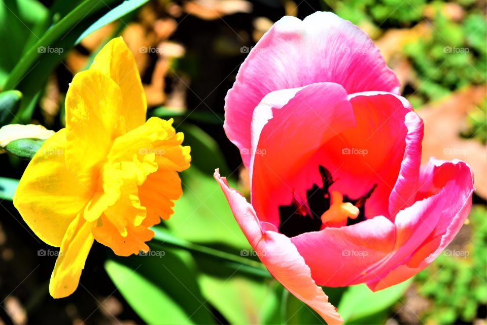 spring flowers