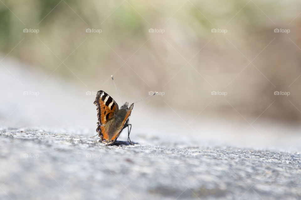 butterfly from behind close-up
Nässelfjäril bakifrån närbild 
