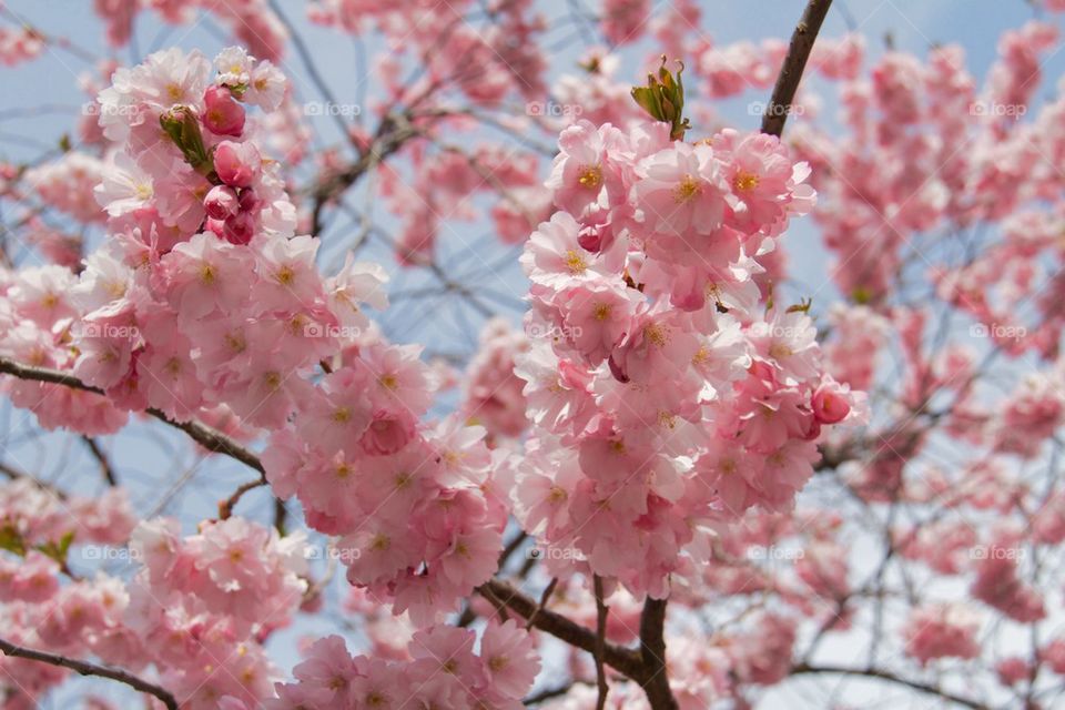 Japanese cherry flowers 