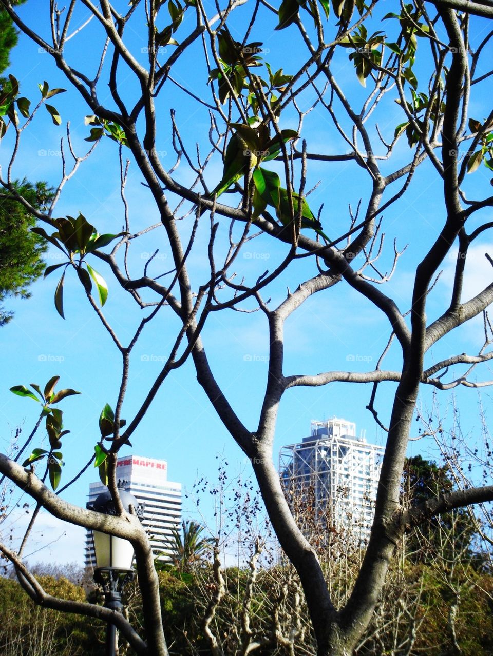 Can u spot a parrot? 