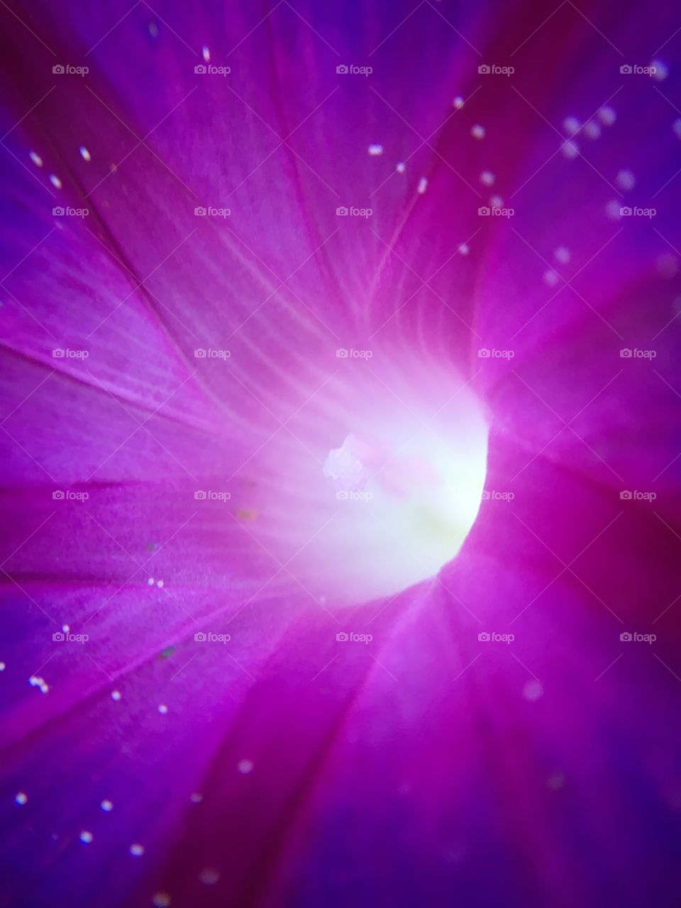 Purple Morning  Glory