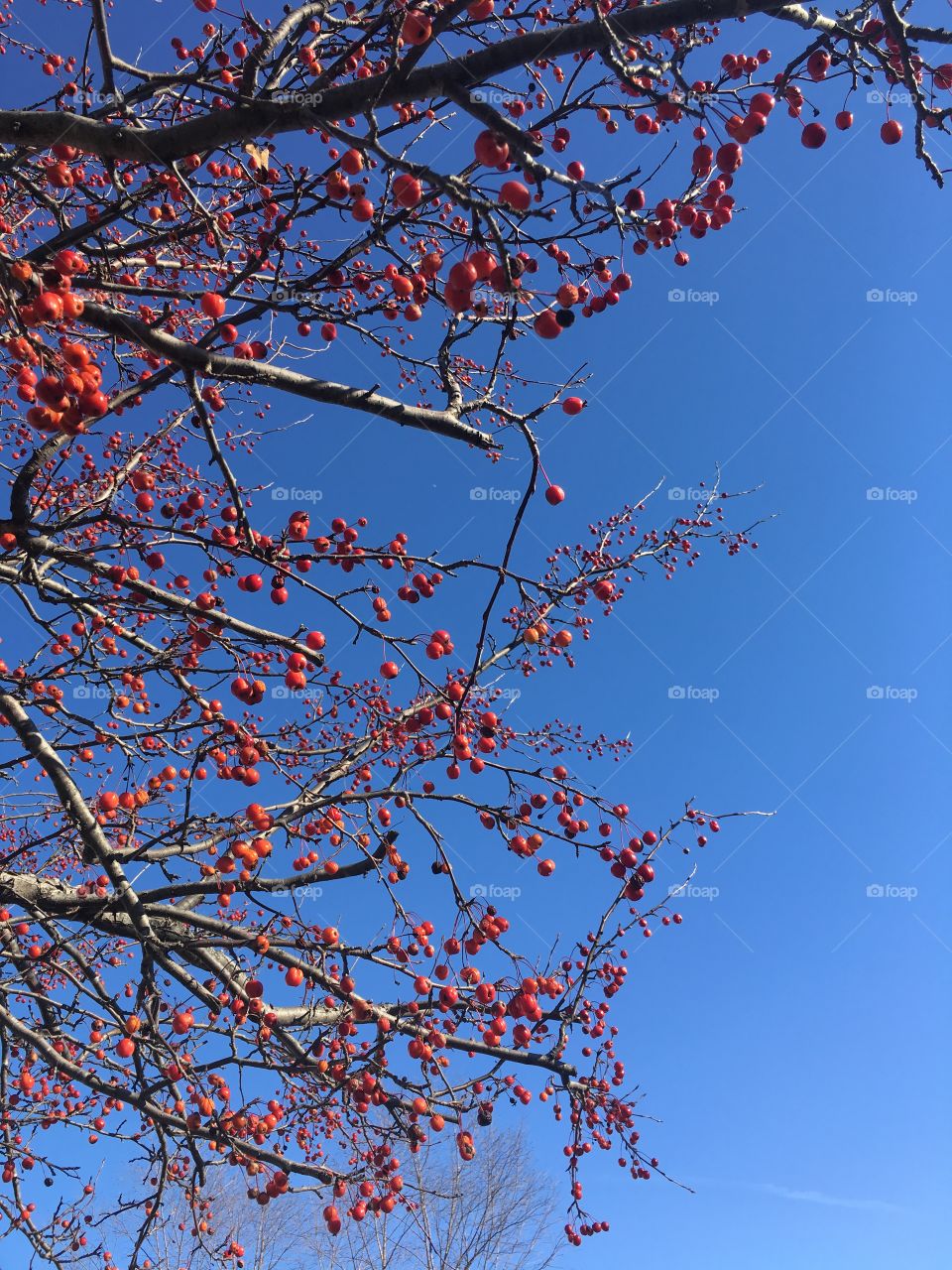 Red berries against a blue sky 