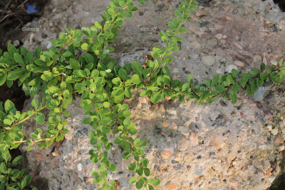 Barberry, plant, creeping over stone, creeping plant, entwining stone, concrete, beautiful leaves,