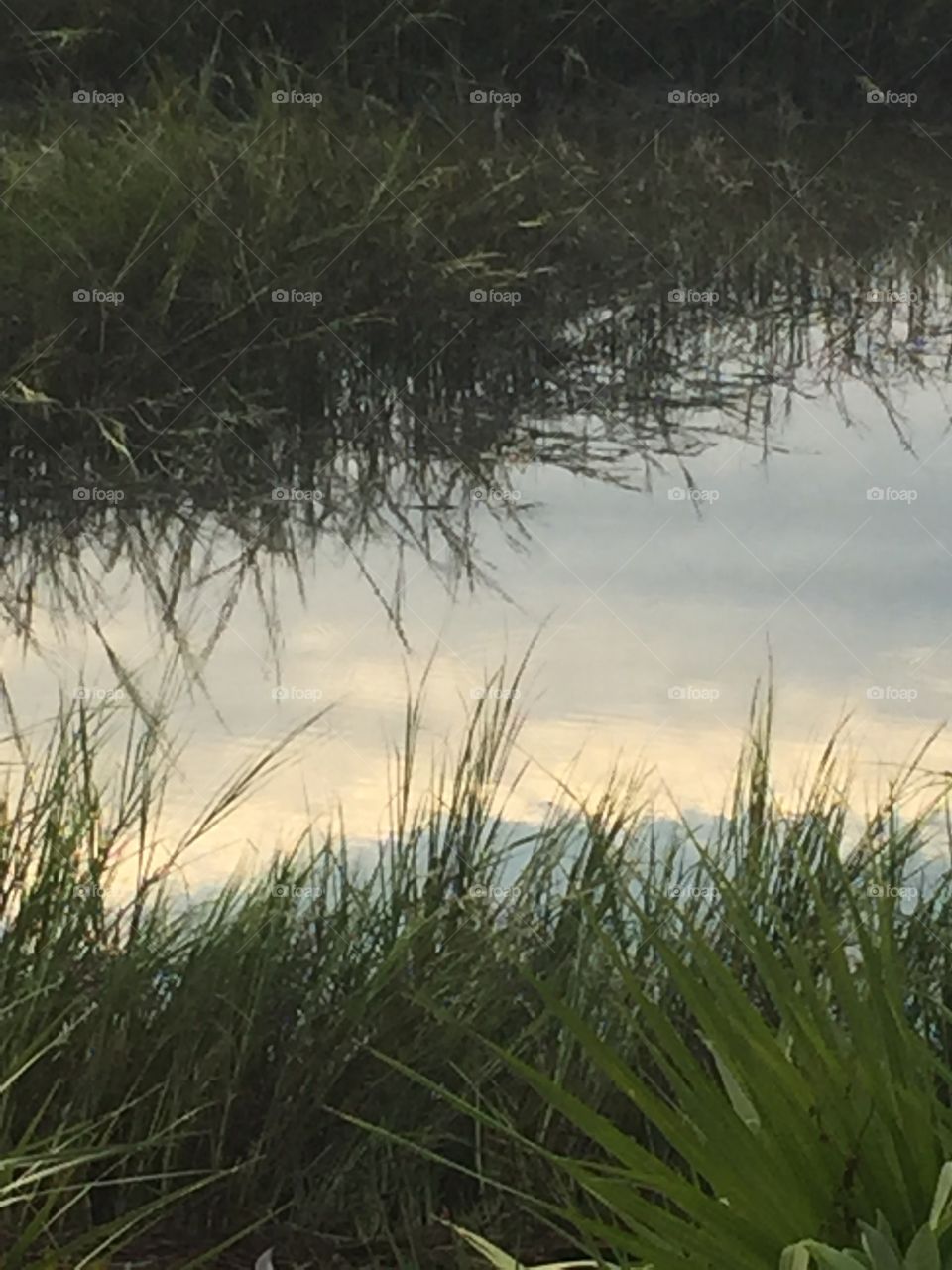 Marsh reflections