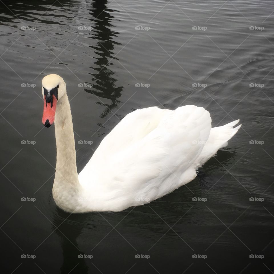 Swan floating around 