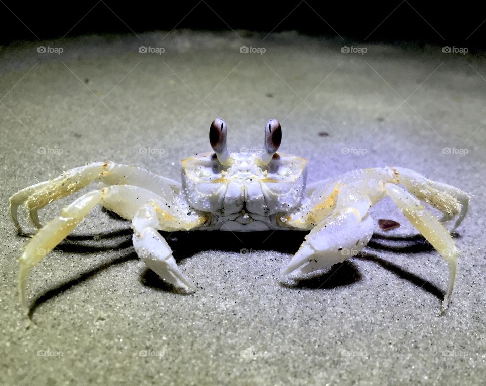 Nighttime profile of ghost crab on North Carolina beach. 