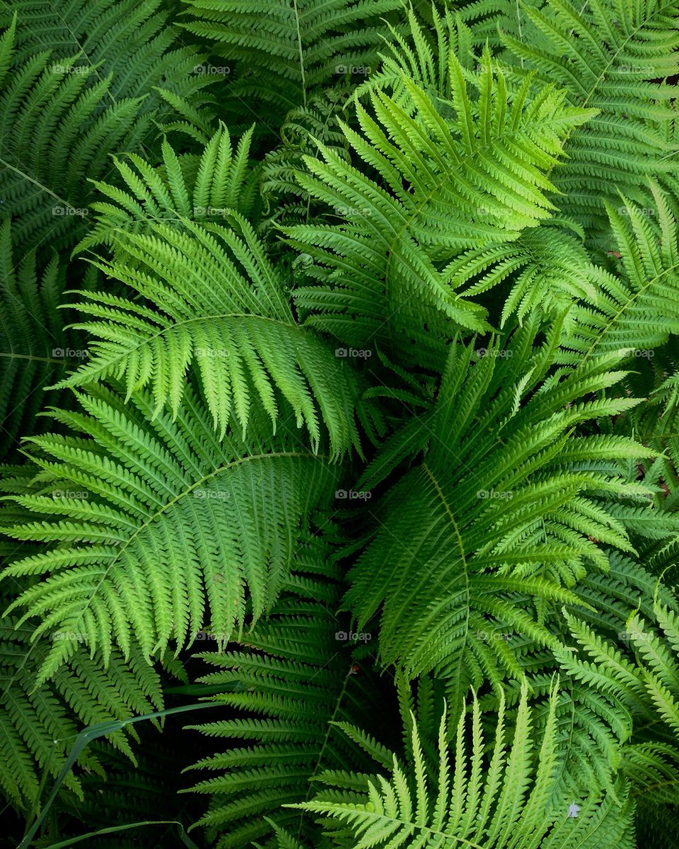 Fern