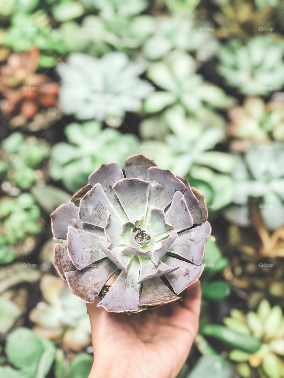 Nature, Flower, Leaf, Flora, Color