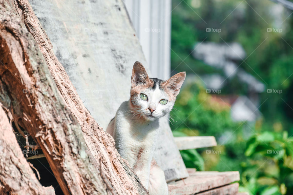 Acute little curious kitten looking at the camera