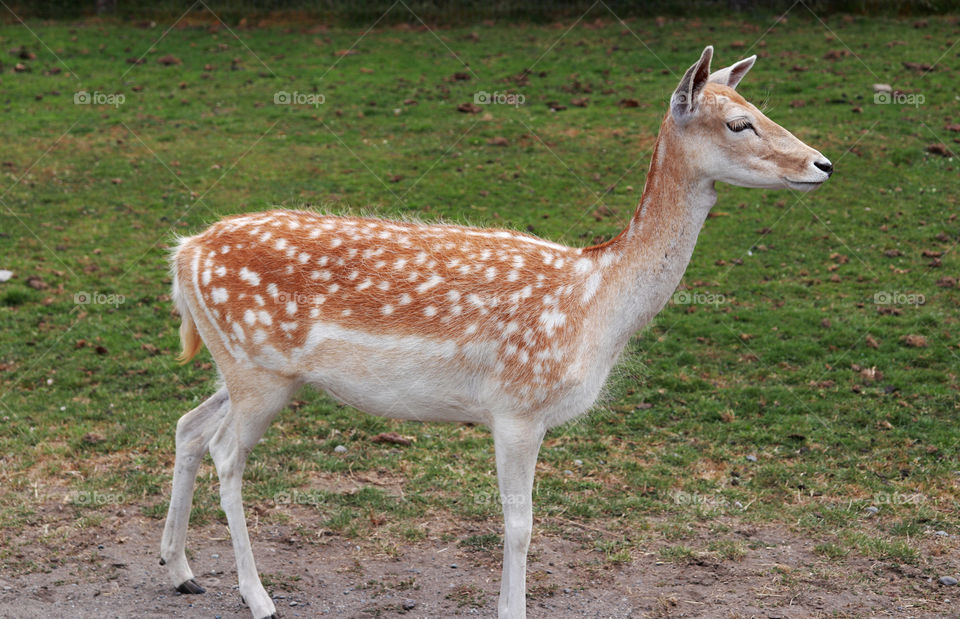 A young deer