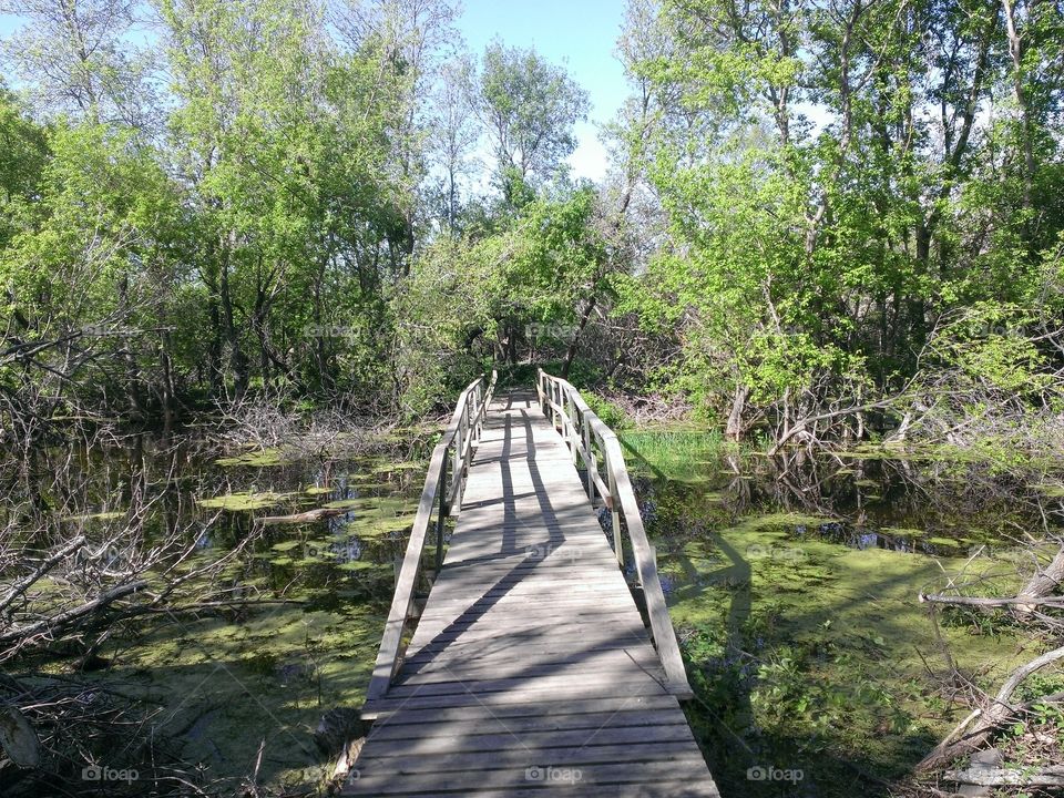 Bridge over moss 