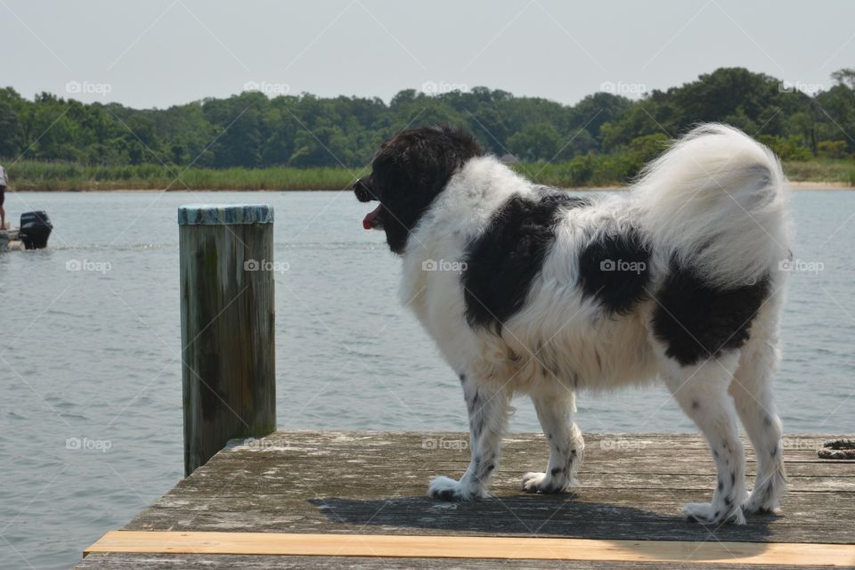 Dog on the dock