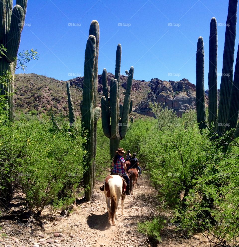 Tonto National Forest Trail Ride