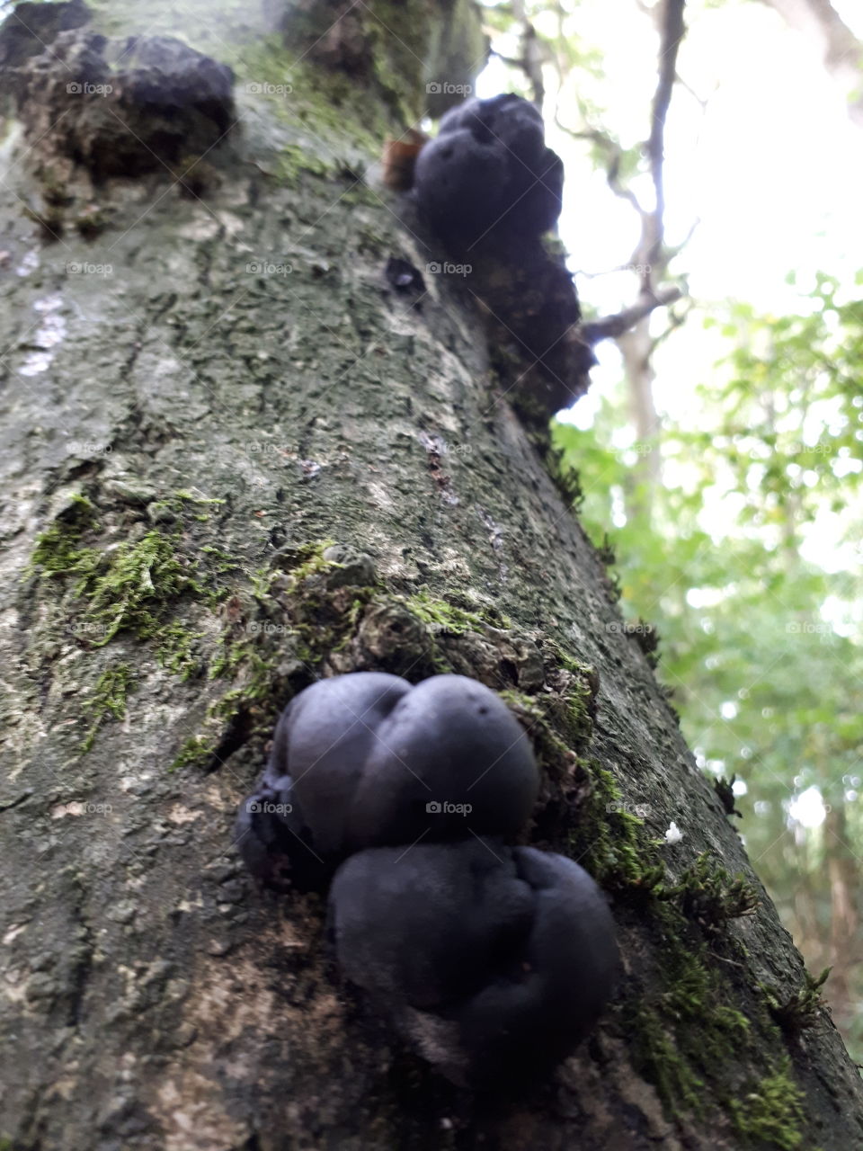 Black Puff Balls