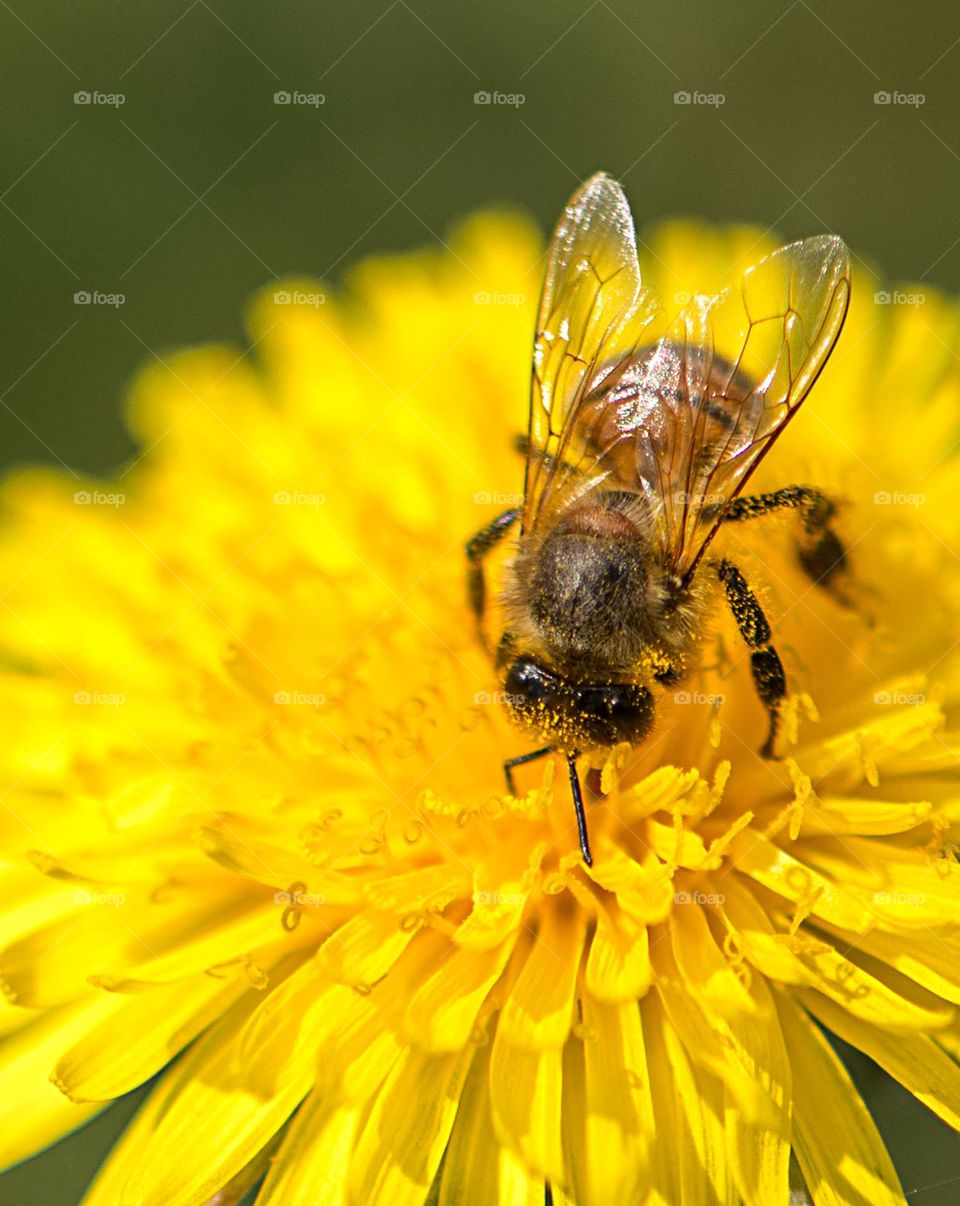 Bee on yellow daneluon flower