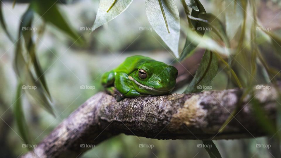 Beautiful green frog on the branch of a tree.
