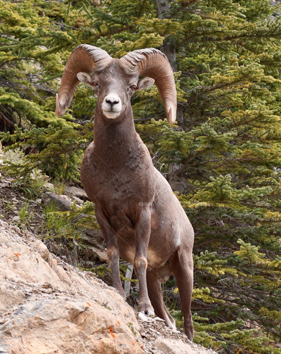 Canadian Wildlife ... 