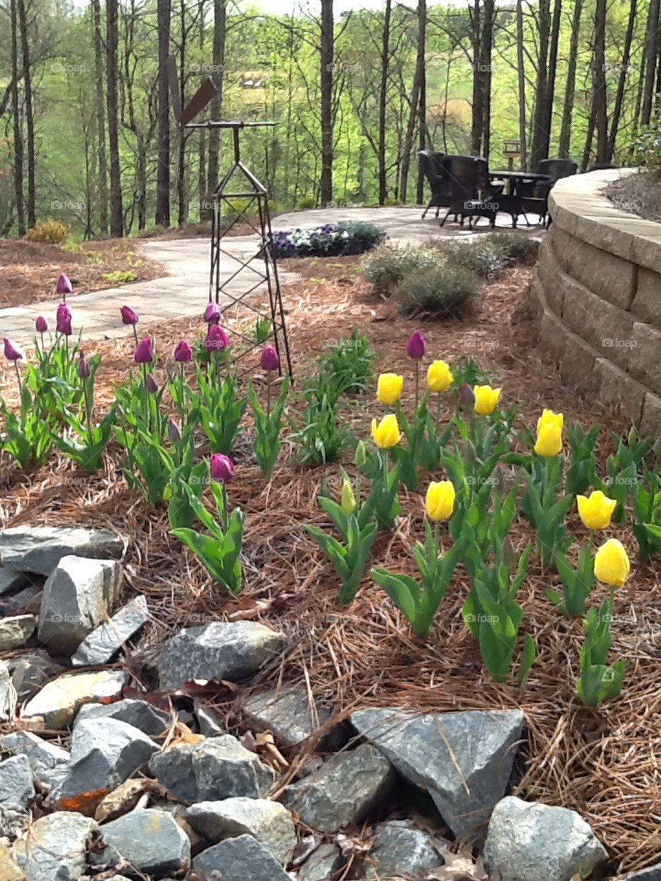 Tulip garden 