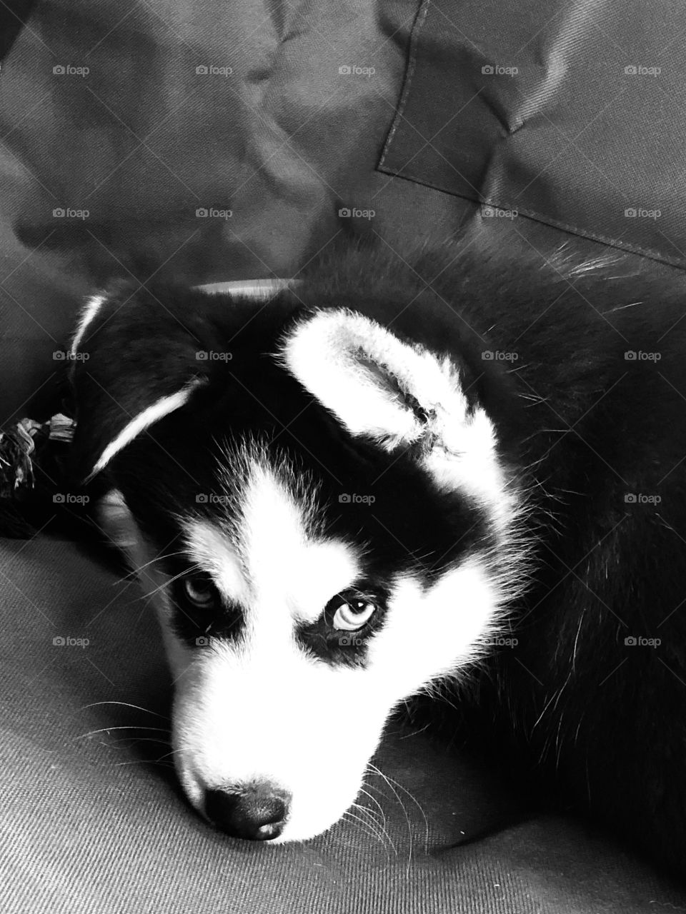 Mikio husky puppy 