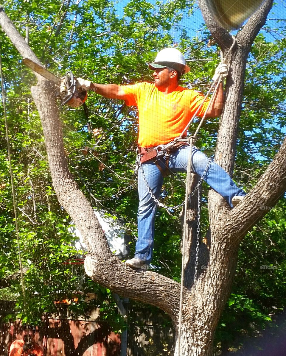 Tree Trimmer. Tree trimmer taking down a dead tree in the backyard. 