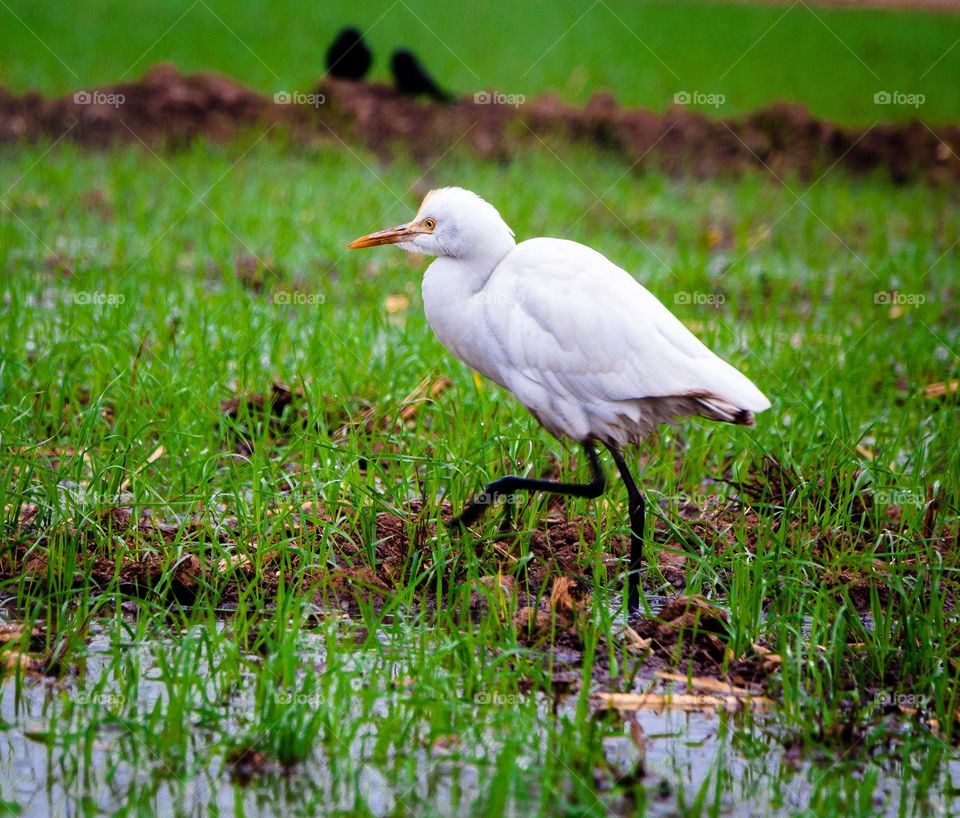 White bird