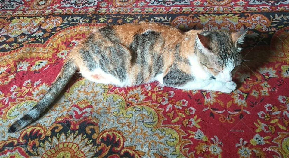 cute pet cat sleeping on carpet