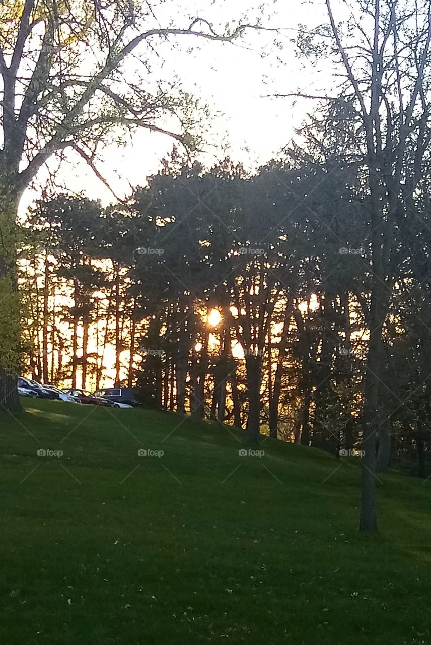 the setting sun shinning through a cluster of trees