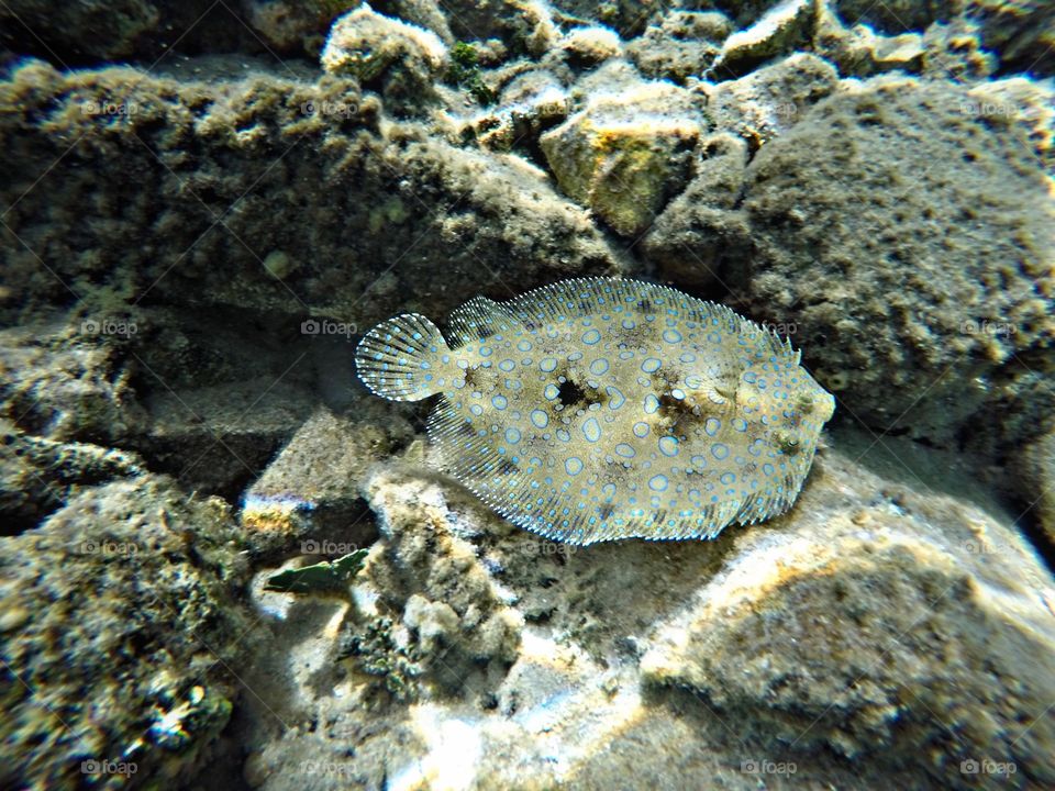 flounder