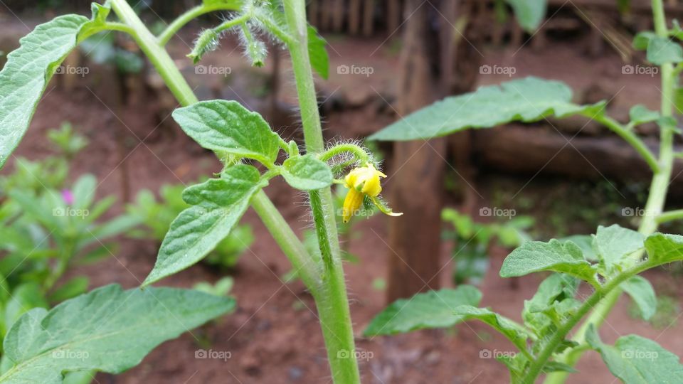 tomato flowers