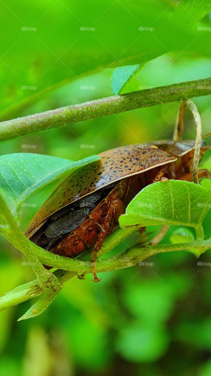 Hiding, bugs under bugs, mother bug holding her kids under the wings, lot of bugs, strange bugs, black bugs, hiding bugs