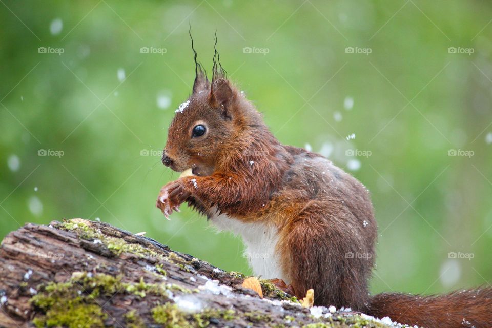 Squirrel on a snowy day