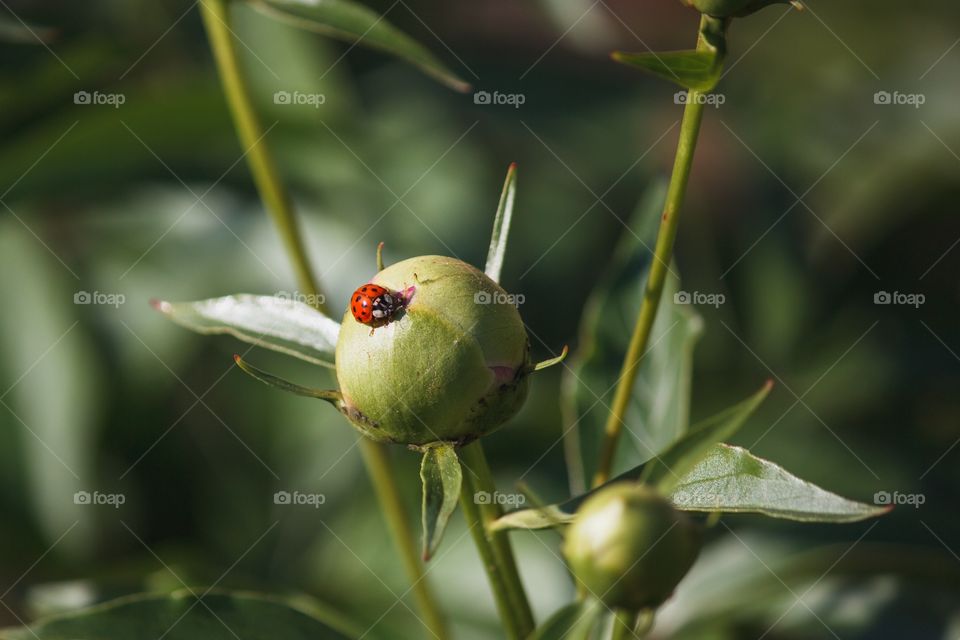 Ladybug 