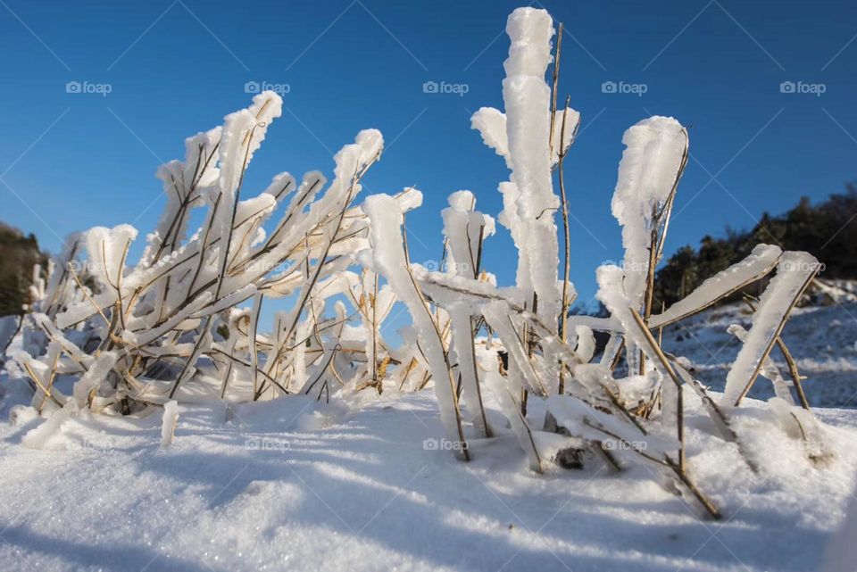 Nature icy artistry 