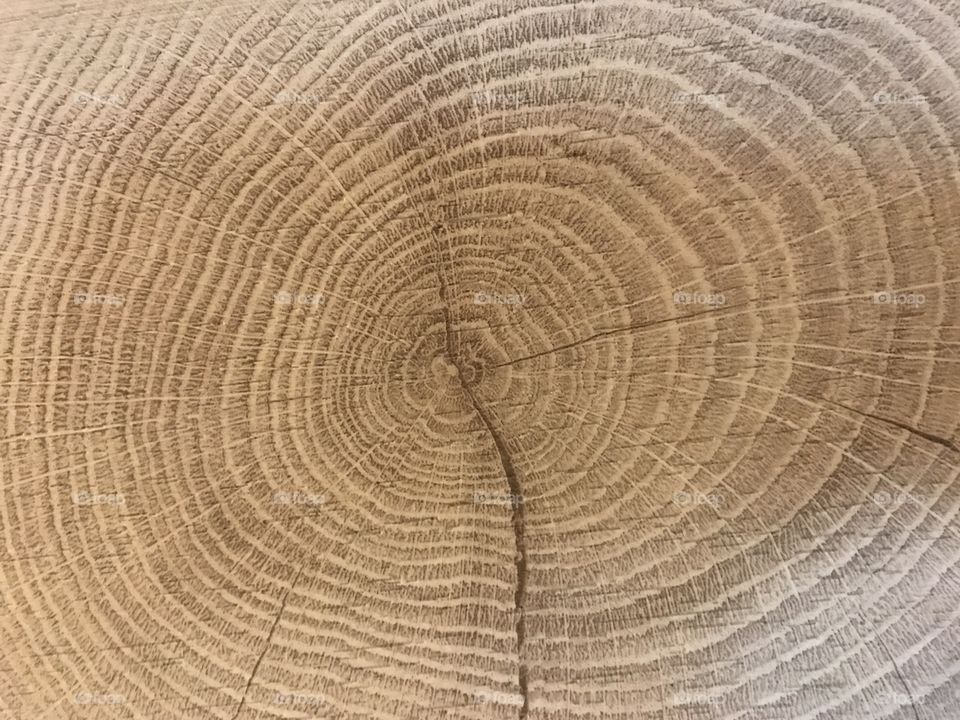 Growth rings of a tree 