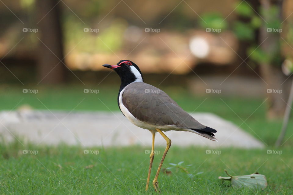 Red billed lapwing 
Stunning red billed lapwing in garden. The green background made it all more interesting.