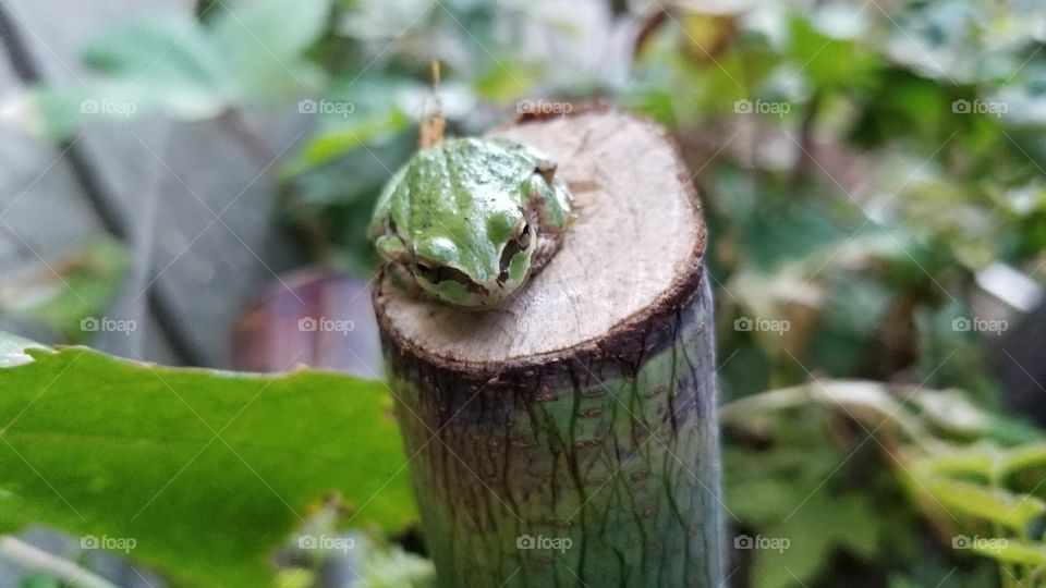 frog looking at me