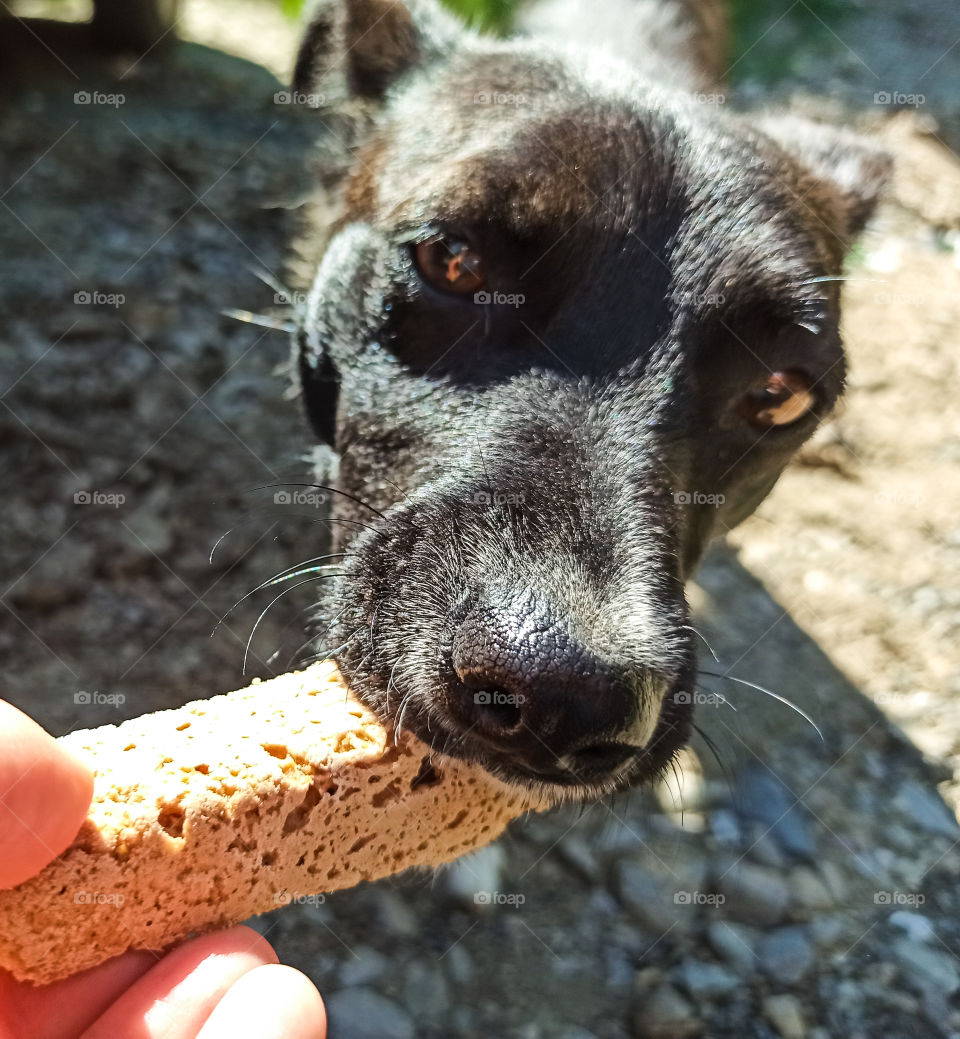 black dog eating bread from hand