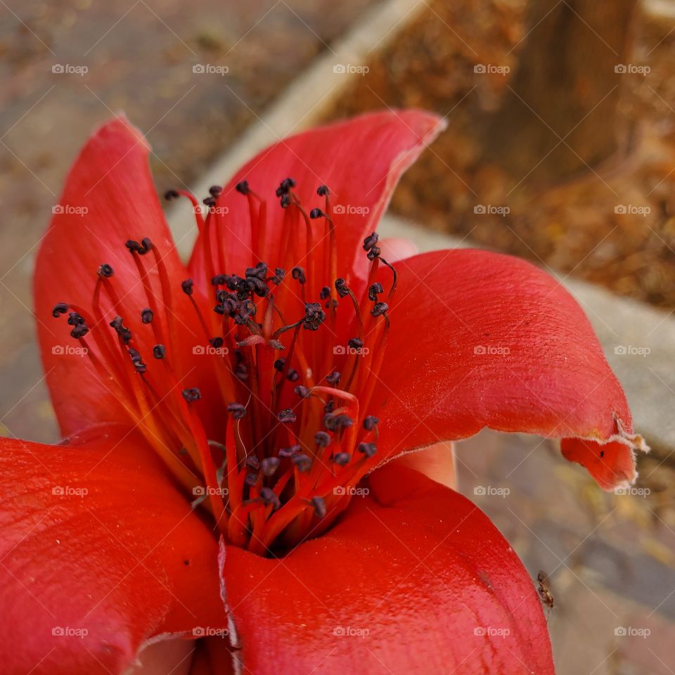 red flower