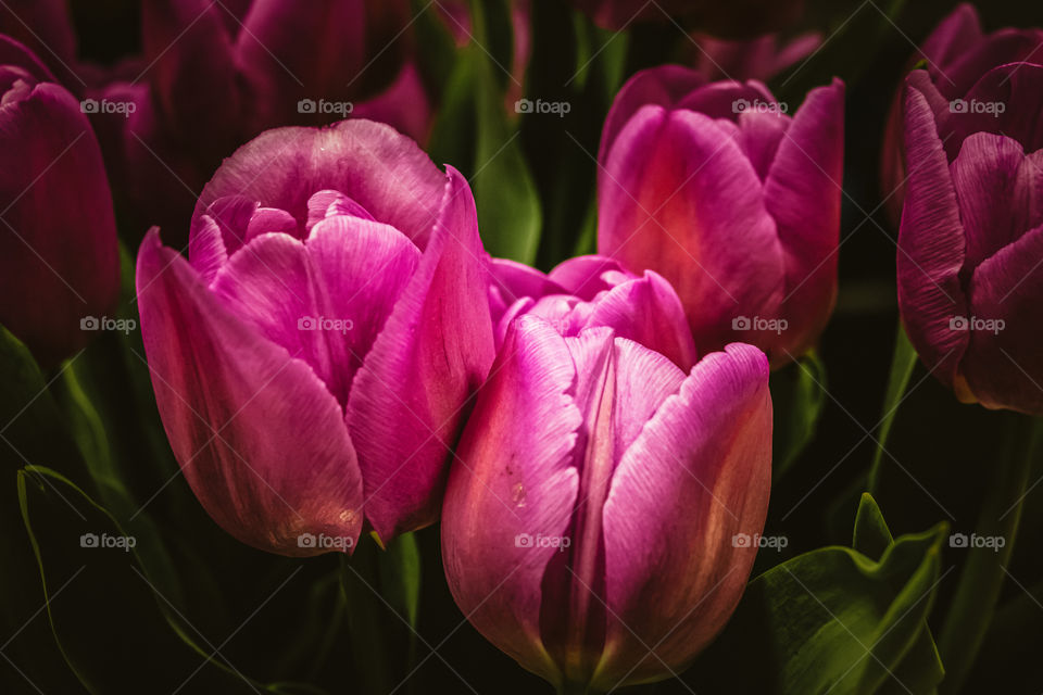 Selective focus to the deep pink tulips.