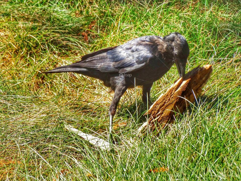 Crow Hunting For Insects. Crow Demonstrating Tool Use
