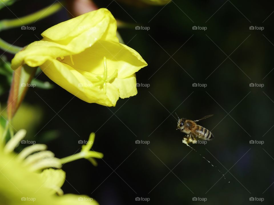 Honey bee searching for nectar