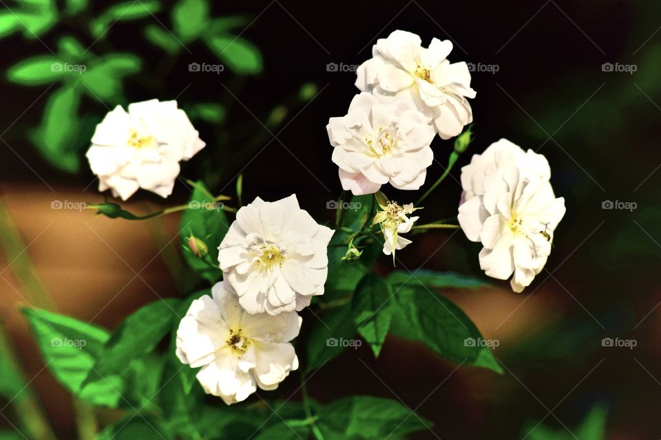 Confederate Rosebuds