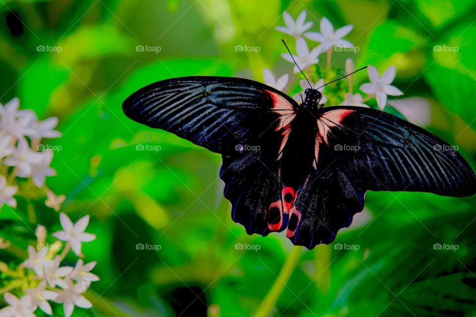 Black and red butterfly on white flower