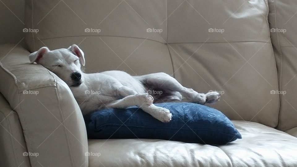 Jack Russell dog asleep on couch