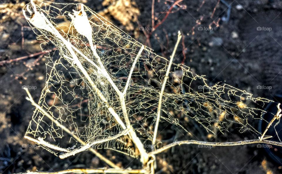 spider Web on flower