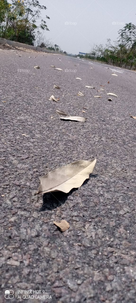 leaf 🌿 on th road