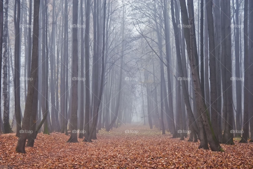 Autumn misty park at early morning 