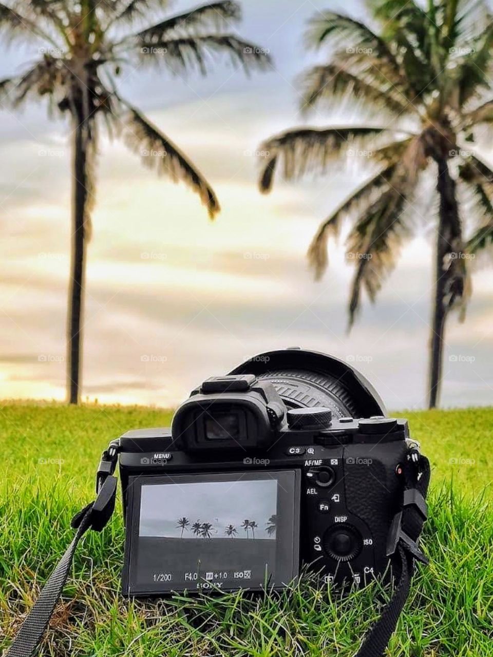 Photo taken from the ground up